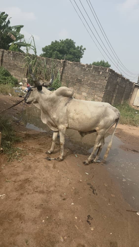 Cow testimony from children