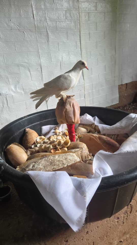 Peace offerings at the shrine